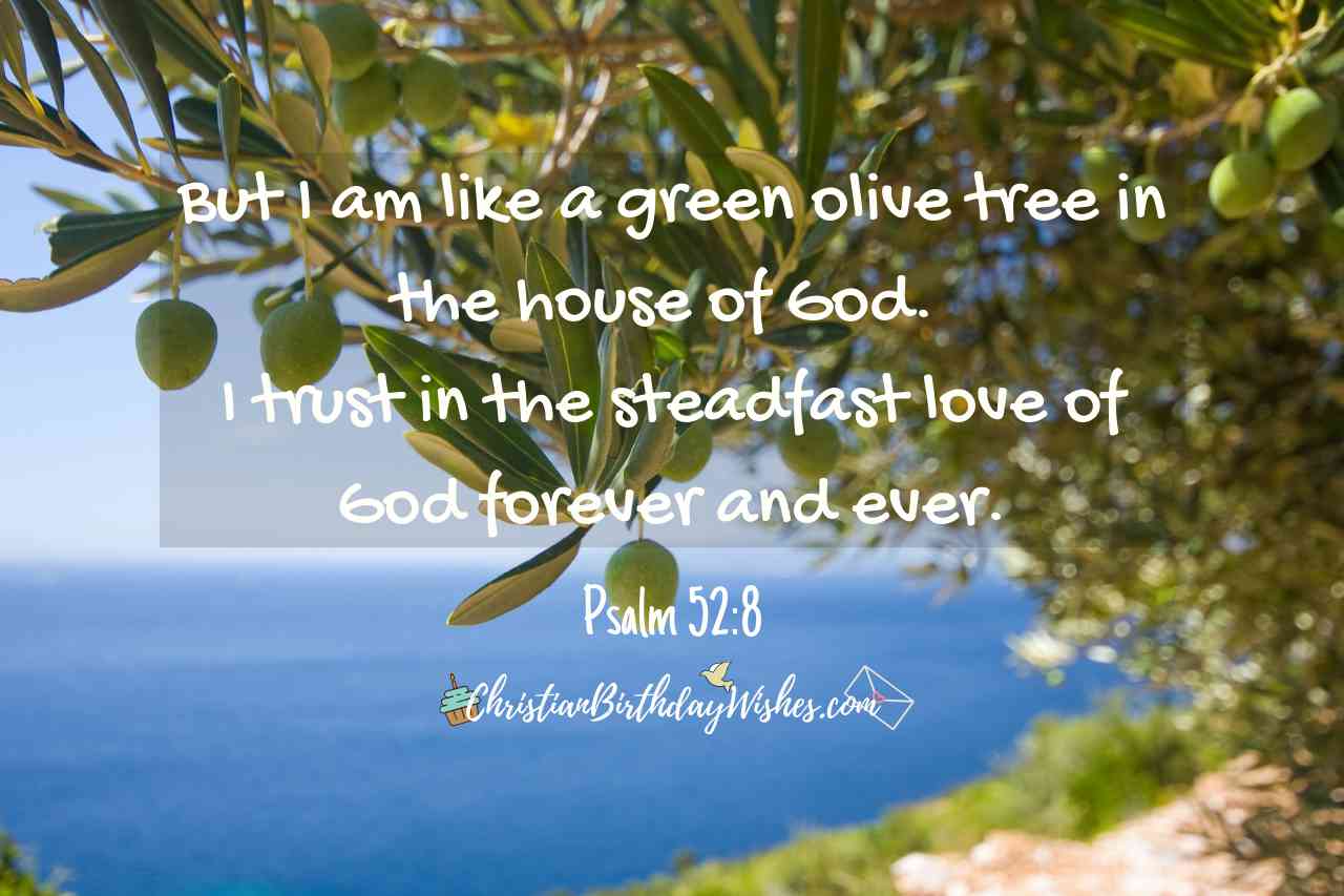 like-a-green-olive-tree-psalm-52-8